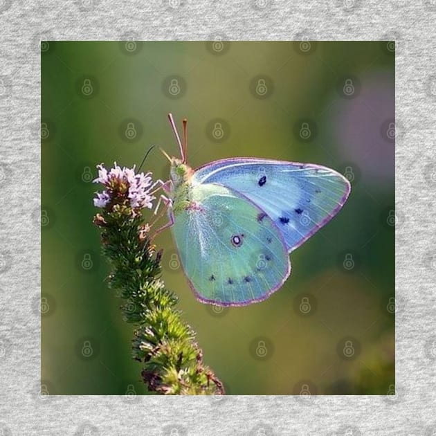 blue butterfly by ButterfliesFlowersGarden